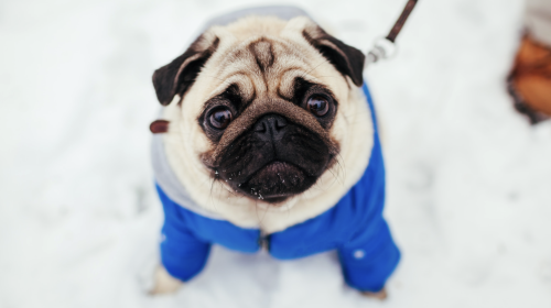Dog wearing a winter jacket on a snowy sidewalk in Columbus Ohio, ready for a walk with a Hands N Paws dog walker