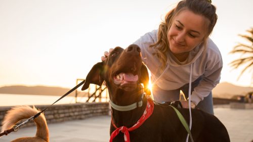Dog walker walking a dog in Columbus, Ohio neighborhood